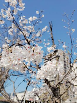 桜満開